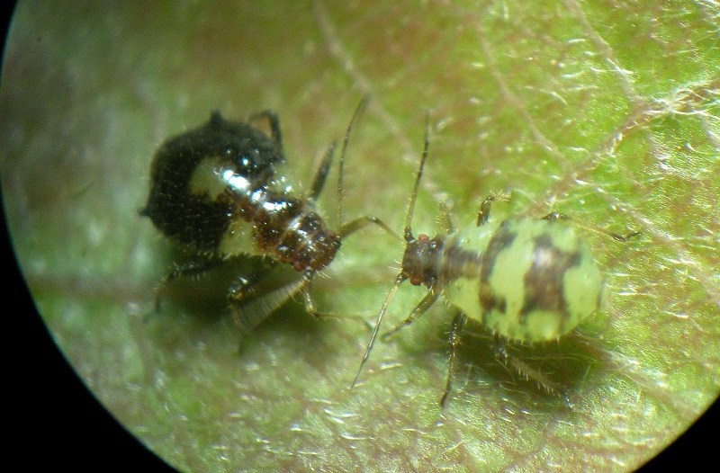 afide pioppo - Chaitophorus cf leucomelas